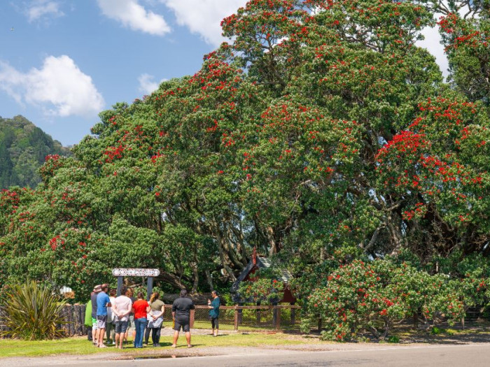 Te waha o rerekohu - Pohutukawa Tree 