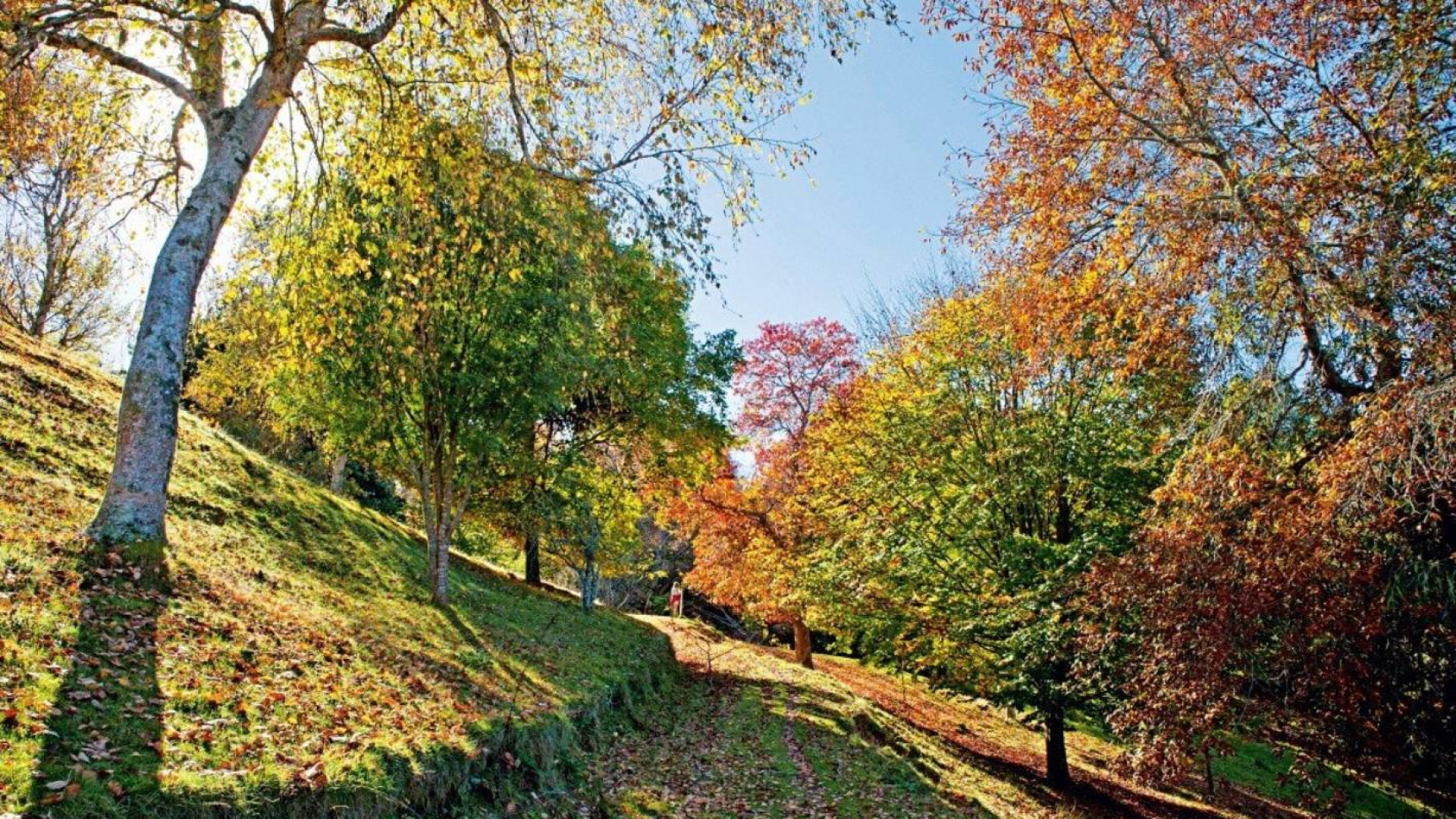 Hackfalls Arboretum