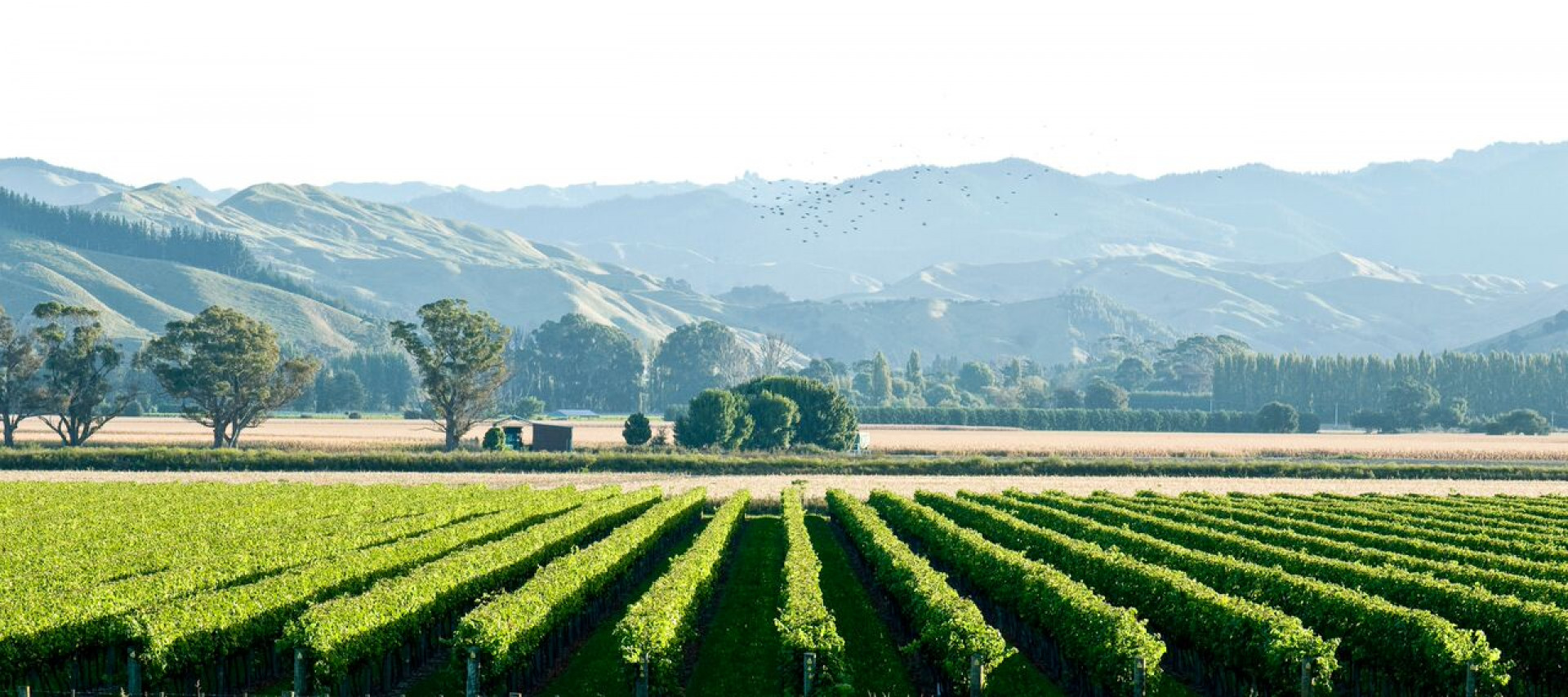 Wineries, Brewery & Cidery